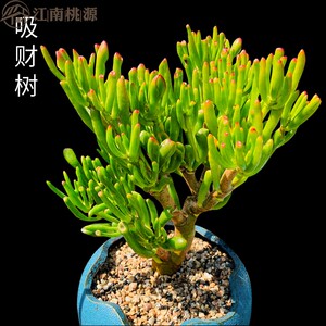 多肉吸财树老桩