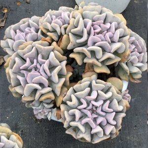 一物一拍 雪精灵 雪特精品多肉植物绿色阳台o花卉绿植美观净化空