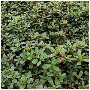 野生马齿苋种子野生保健菜苗四季播种蚂蚱菜盆栽食用春秋野菜种苗