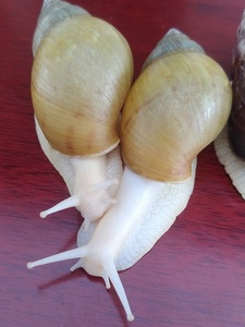 新款白玉蜗牛巨型非洲特大明珠蜗牛宠物活物体美容食用养殖法国幼