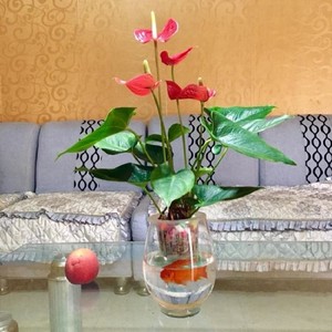 2222泡在水里养的花 绿植 水养水中x植物 水培花 四季 水n养粉掌