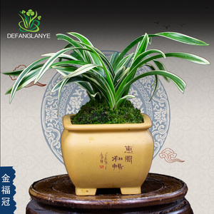 2222兰花苗蕙兰金w边冠艺金福冠兰花绿植物盆栽室e内阳台庭院盆a.