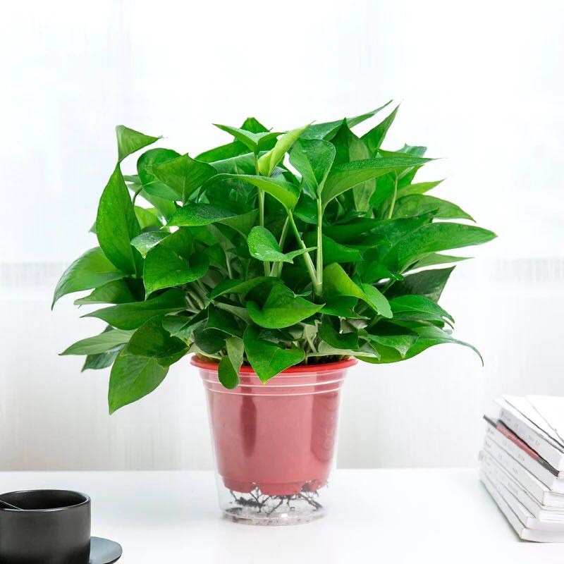 2222西安绿萝c同城免费配送z绿航盆栽植物室内客厅吸甲醛净化空a.