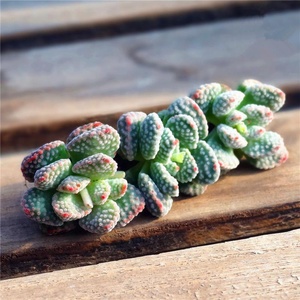 景天迷你科多肉肉甲醛火星品种植物防稀有吸袖珍趣味多兔子辐射