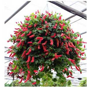 红叶丝苇樱吊兰岁岁红盆栽红穗铁苋菜狗尾红红色吊兰垂吊花卉新奇
