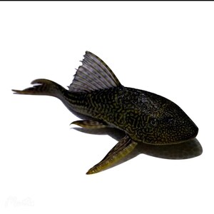 异形豹纹琵琶清道夫鱼 吃残渣吃a青清除藻除苔活体琵琶苔道夫鱼l