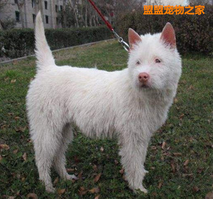 22贵州纯种五红下司幼犬虎头猎犬长毛中毛短d毛广西土猎赶山狗狗