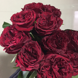 玫瑰盆栽梅拉多季切花q月季月季金牛非常容易红色花园品种草本花