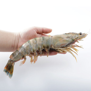 海都汇水产行淘宝越南大虎虾斑节虾海虾水产虾鲜活 海鲜新鲜大虾鲜