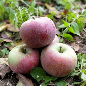 东北龙丰果大秋果5斤装黑龙江特产国光小苹果海棠果沙果新鲜水果