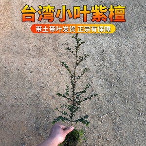 小叶紫檀树苗正宗名贵苗木台湾树种鸡血紫檀黑檀乌木青龙木