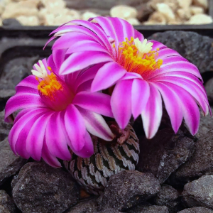 精巧殿 仙人球 实生 多肉植物turbinicarpus pseudopectinatus