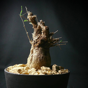 dengbinglian淘宝稀有的多肉植物沙漠苦瓜实生块根 一物一拍盆景