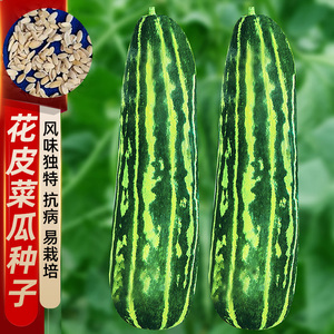花皮菜瓜籽