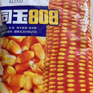 同玉808玉米种子抗倒高产国审玉米种子大田春夏播白轴杂交玉米籽