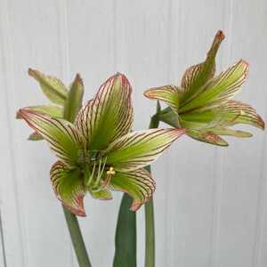 高档伊瓜苏朱顶红绿瓜绿色个体原生朱顶红原生侧球纯正包对版.