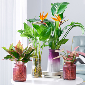 客厅水培植物水养吉利红室内花卉万年青绿植四季好养的天堂鸟盆栽