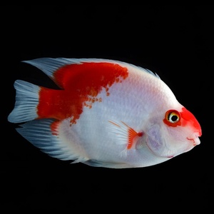 血英武鹦鹉鱼热带观赏鱼鹦鹉活体鱼红白鹦鹉特别品种