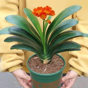 新品君子兰盆栽高档客厅名贵盘栽植物室内稀有r摆放花卉好养活家