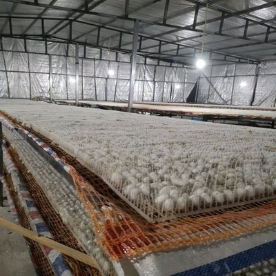 茧蚕宝宝架蚕茧茧用结茧网架结结方格格子用架子族蚕茧网格子结结
