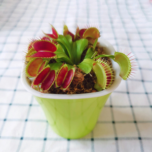 巨夹捕蝇草超大