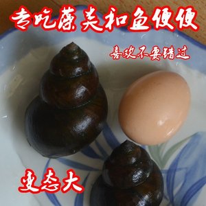 观赏螺大v型大号观赏螺淡水清洁冷水吃粪便包活大田螺热带鱼缸