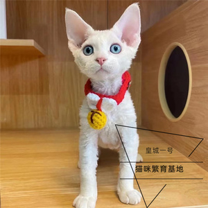 00富贵喵喵屋淘宝曼基康矮脚乳色猫纯种活体幼崽乳白橘白凯米尔色