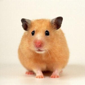 仓鼠的小衣服冬季公主可爱