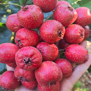 山楂果新鲜大特级5斤