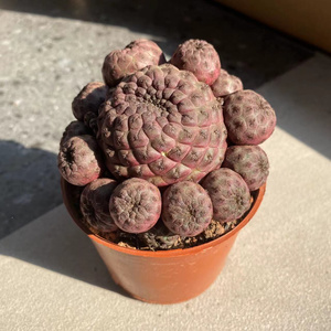 22红丽丸仙人球群生多头稀有品种冷门多肉s植物室内花卉盆栽开花