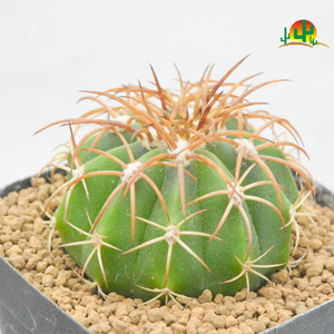 22【仙人联盟】卷云 实生 仙人球开e花美球小盆栽满35包邮a.