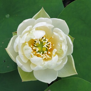 新款(胭脂翠)中型碗莲种藕荷花盆栽莲花水培观赏植物