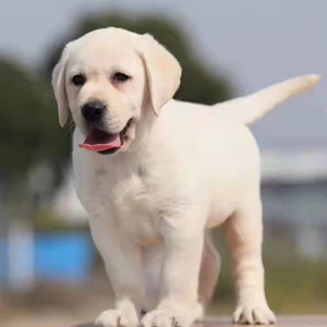 纯种拉布拉多幼犬活体大型导盲犬宠物狗大骨架金毛幼犬活体宠物狗