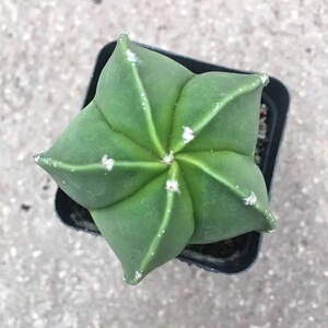 多肉开花五角星
