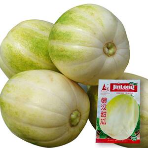 懒汉甜瓜种籽甜瓜香瓜种子东北香瓜薄皮北方早熟四季阳台春季盆栽