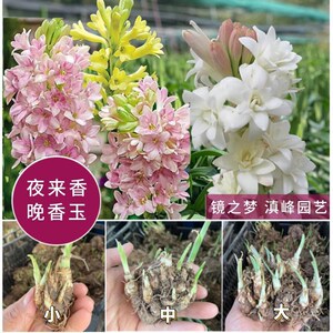 浓香重瓣夜来香晚香玉花种根种球宿根花卉芽点白色多年生球根