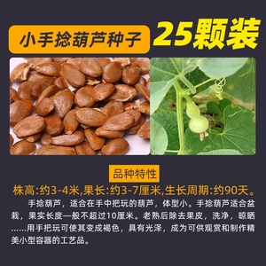 903人付款淘宝高桩飞碟疙瘩葫芦种子籽盆栽手捻文玩特大中号小八宝亚