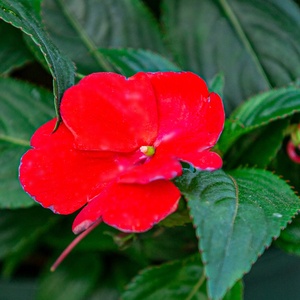 22大红色凤仙花盆栽阳台四季开花不断好c养植物绿植指甲花带花苞