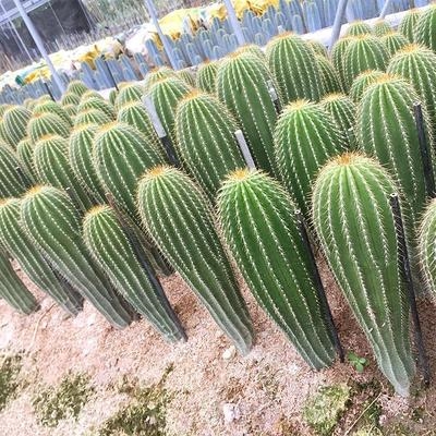 [大凤龙仙柱人多肉植物大型仙人掌神龙木仙人柱s北欧风大风龙绿植