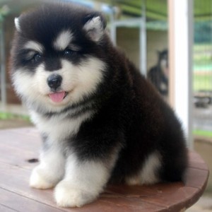 纯种阿拉斯加幼犬黑红棕色灰桃巨型阿拉斯加雪橇犬宠物狗小狗活物