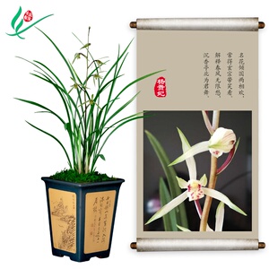 【杨兰花盆栽】杨兰花盆栽品牌,价格 - 阿里巴巴