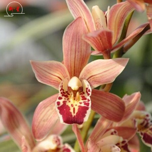 20222022花卉盆栽兰花苗l大花蕙兰韩国桃花兰草m带花苞浓香易养a.