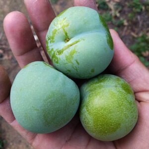 贵州李子火花冰脆李x正宗李子贵州脱骨水果青李子新鲜现货清脆