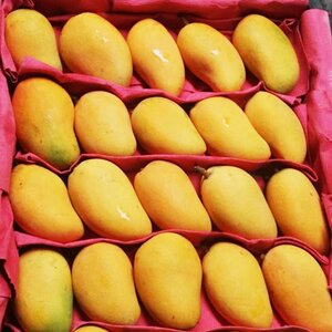 大台龙芒果