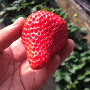 丹东99草莓马家岗