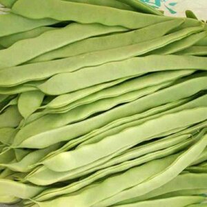 山东新鲜芸豆大扁豆3斤5斤油豆角新鲜四季a豆农家自种应季新鲜