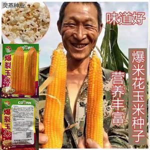 爆裂玉米种子高产早熟爆米花种子籽南北方用春夏大田种植特价