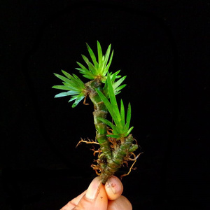 新款带盆龙根虎须假山菖蒲花卉盆景水培昌蒲草盆栽客厅办公室绿植