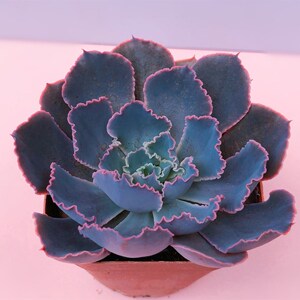 紫霞仙子 多肉植物盆栽绿植室内好养阳台客厅好养盆栽肉肉