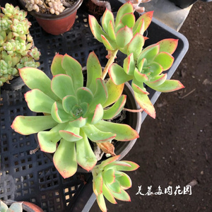 000人付款淘宝多肉小老桩,品种有秀妍,红稚莲,春萌,玫瑰夫人,花之鹤